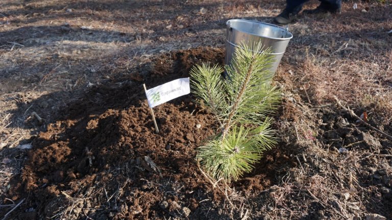 В Волгоградской области в этом году высадили рекордное число деревьев