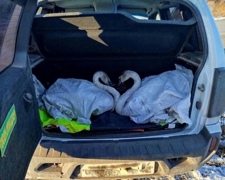 В Челябинской области спасли сразу двух лебедей