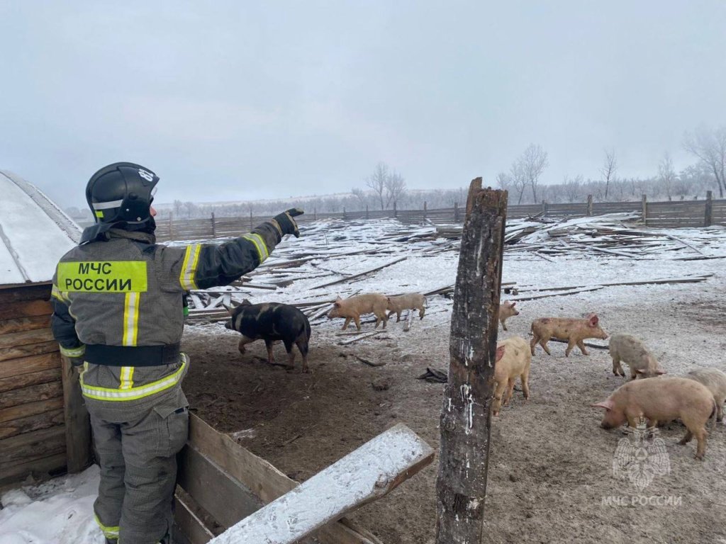 Во время пожара в Красноярском крае спасли 31 свинью