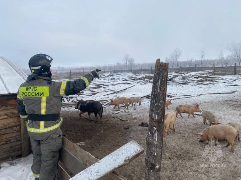 Во время пожара в Красноярском крае спасли 31 свинью