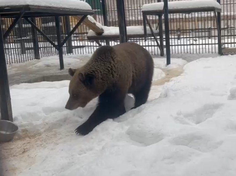 Брошенная без воды и еды медведица Маша освоилась в новом доме