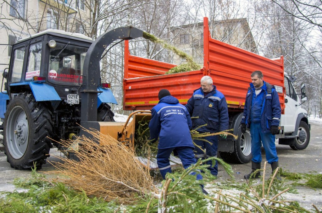 В российских регионах открыли более пяти тысяч пунктов приема новогодних елей