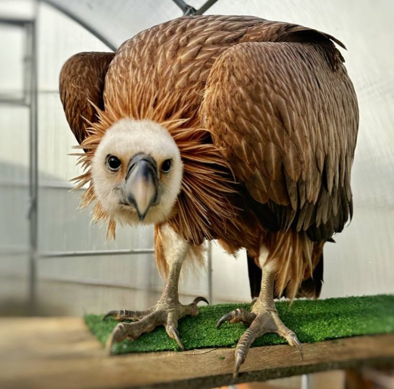 Из рук фотоживодеров спасли редких грифов и сипов