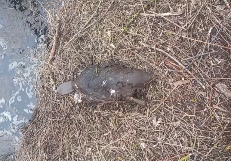 В Воронежской области выясняют причину гибели бобра