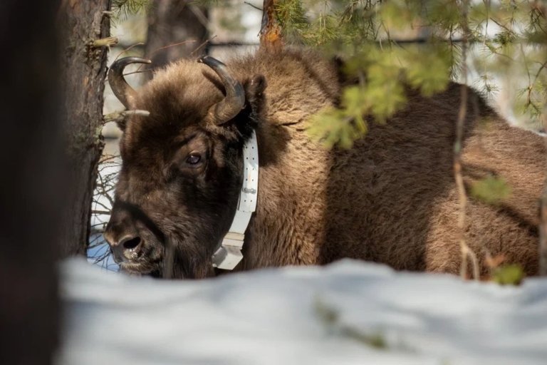 В Башкирию из Белоруссии планируют направить еще одну партию зубров