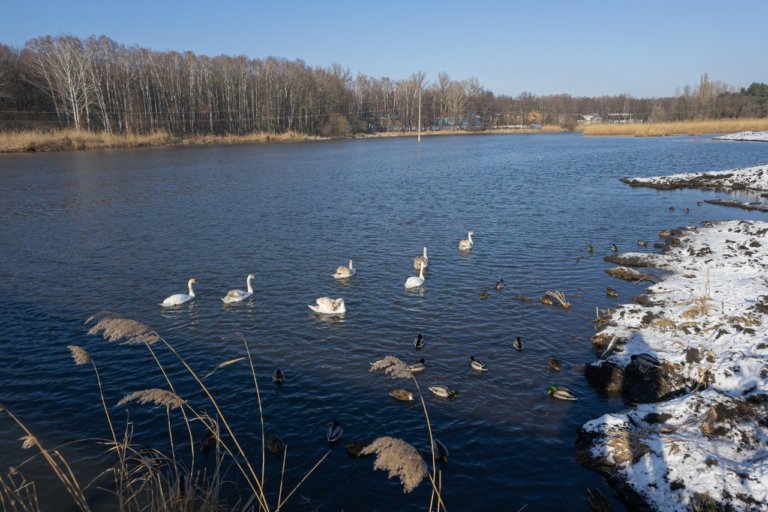 Лебеди и утки остались зимовать на расчищенной реке в Белгороде