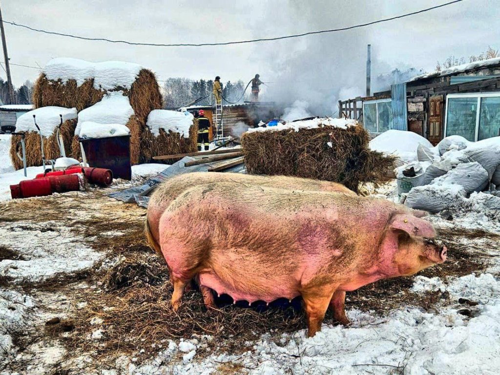 В Тюменской области из пожара спасли коз и свиней
