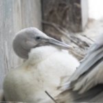 В Московском зоопарке родился птенец редкого кудрявого пеликана
