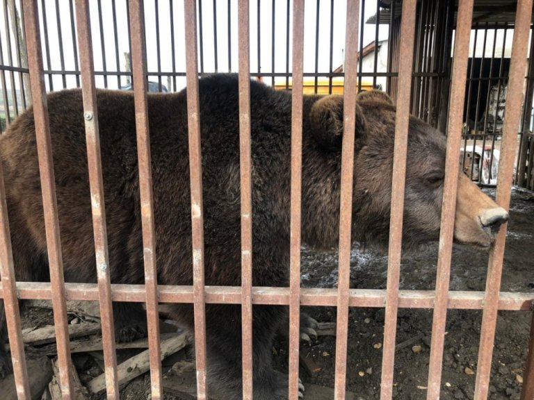 Житель Ставрополья незаконно содержал на своем участке медведицу Машу