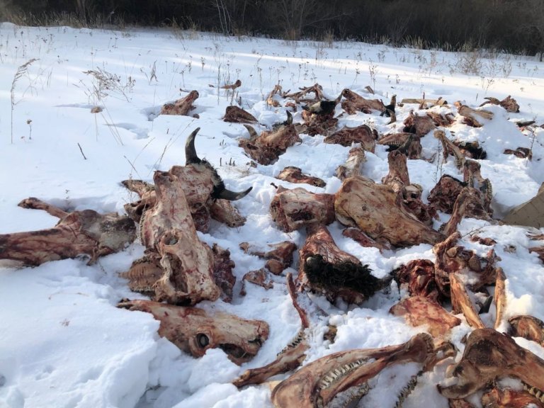 Поля в Челябинской области оказались усыпаны трупами коров