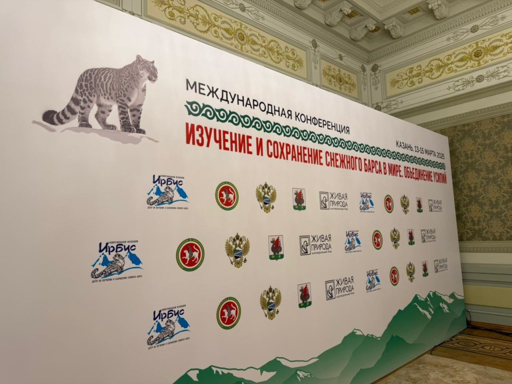 Численность снежного барса в России увеличат до 150 особей