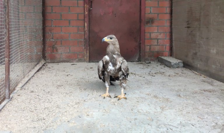В Краснодаре из рук фотоживодера спасли степного орла