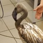 Пострадавшие пеликан и фламинго в Свердловской области идут на поправку