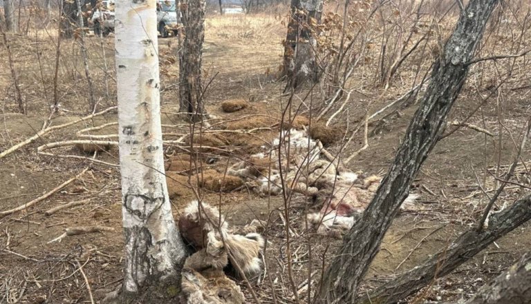 В Приморье браконьеры убили стадо оленей
