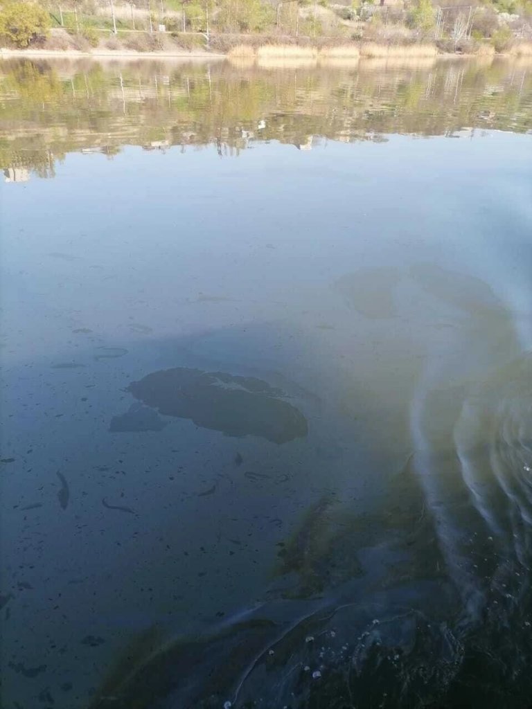 На реке Дон появились масляные пятна