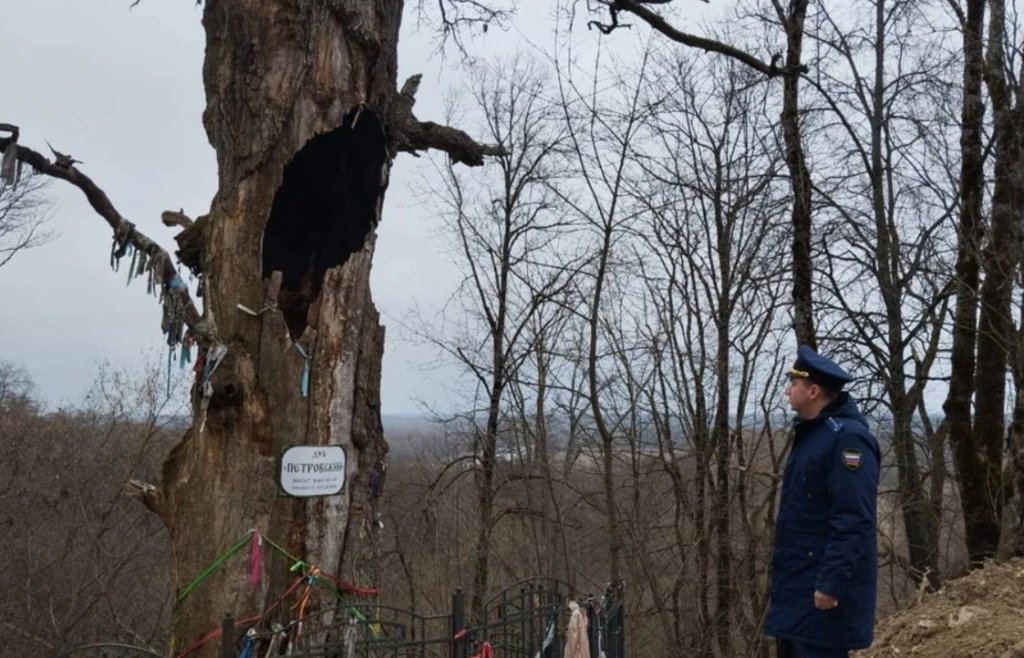 В Брянске пытаются спасти 500-летний дуб Петра I