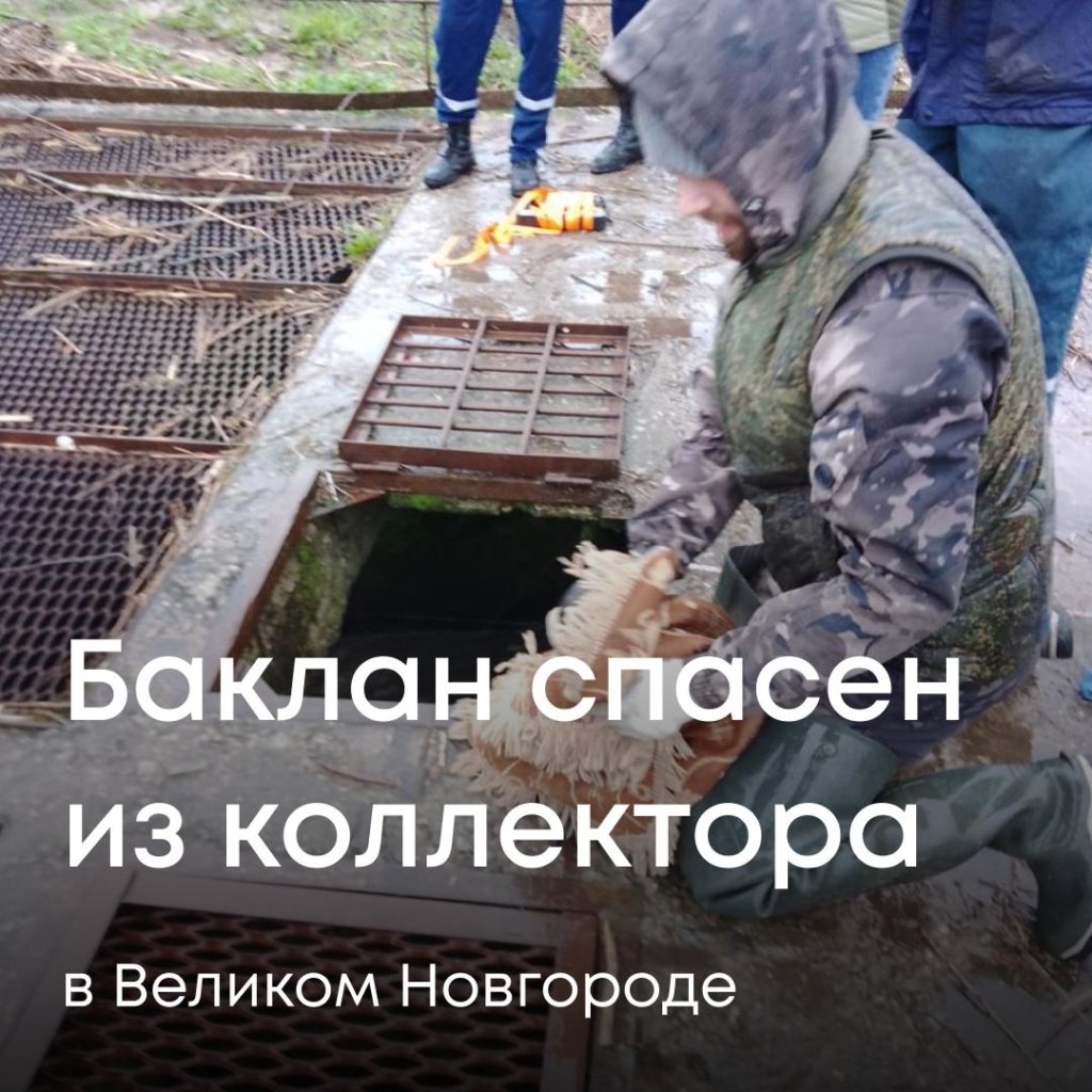 В Великом Новгороде из решетки коллектора спасли баклана