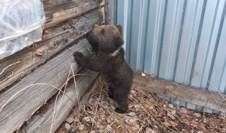 В Коми спасли осиротевшего медвежонка