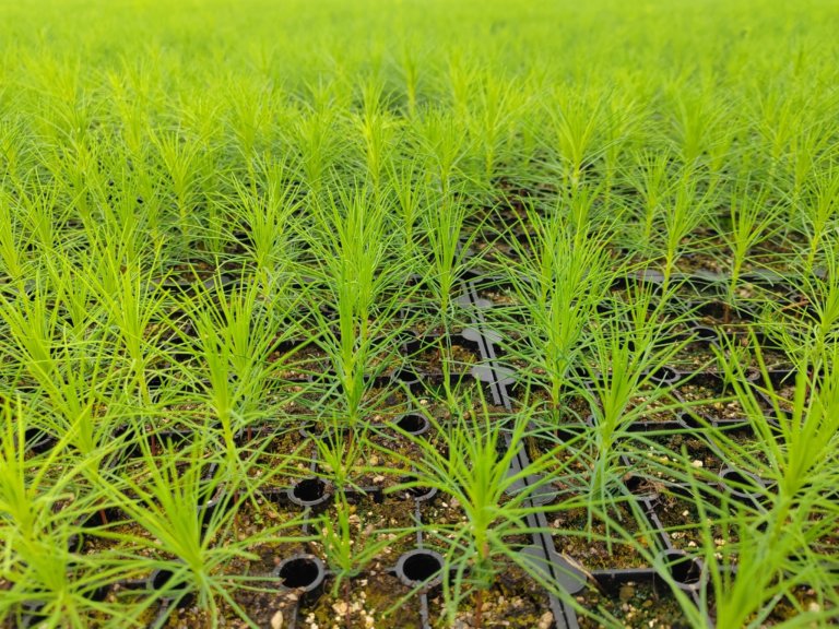 В Арктической зоне открылся первый лесной питомник