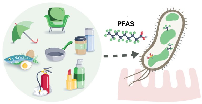 Бактерии кишечника способны поглощать токсичные PFAS