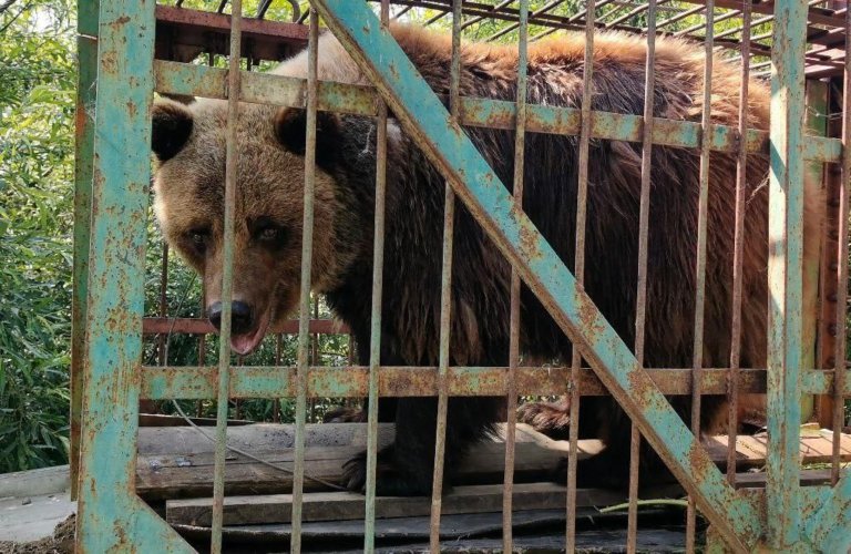 В закрывшемся зоопарке у Байкала медведицу бросили без еды и воды