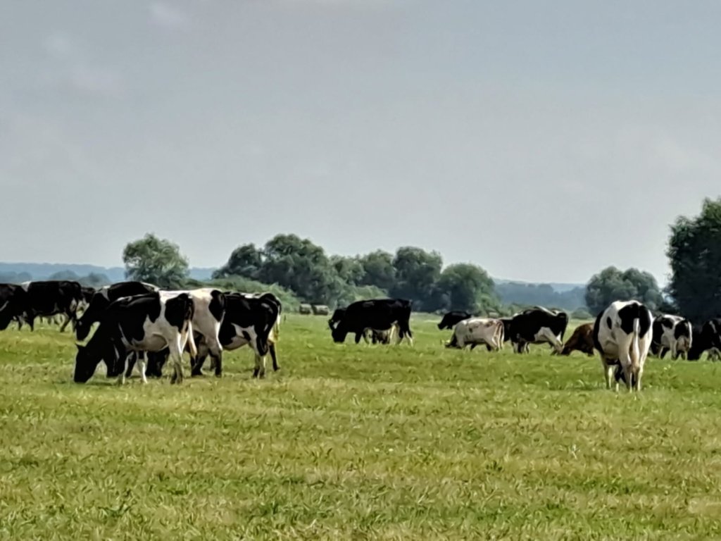 Фото: Елена Грибкова