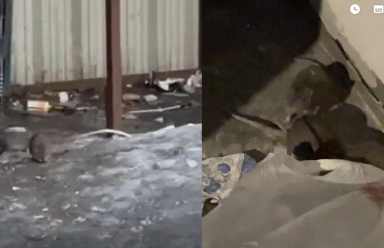 «Терпеть невозможно»: Химки охватило нашествие крыс