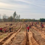 В «Бузулукском бору» высадили четыре тысячи молодых сосен