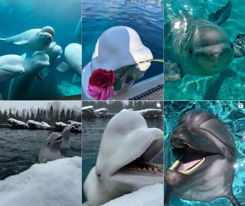 Парк Marineland предупредил о риске эвтаназии тридцати белух