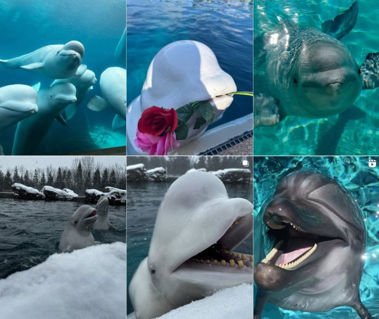 Парк Marineland предупредил о риске эвтаназии тридцати белух