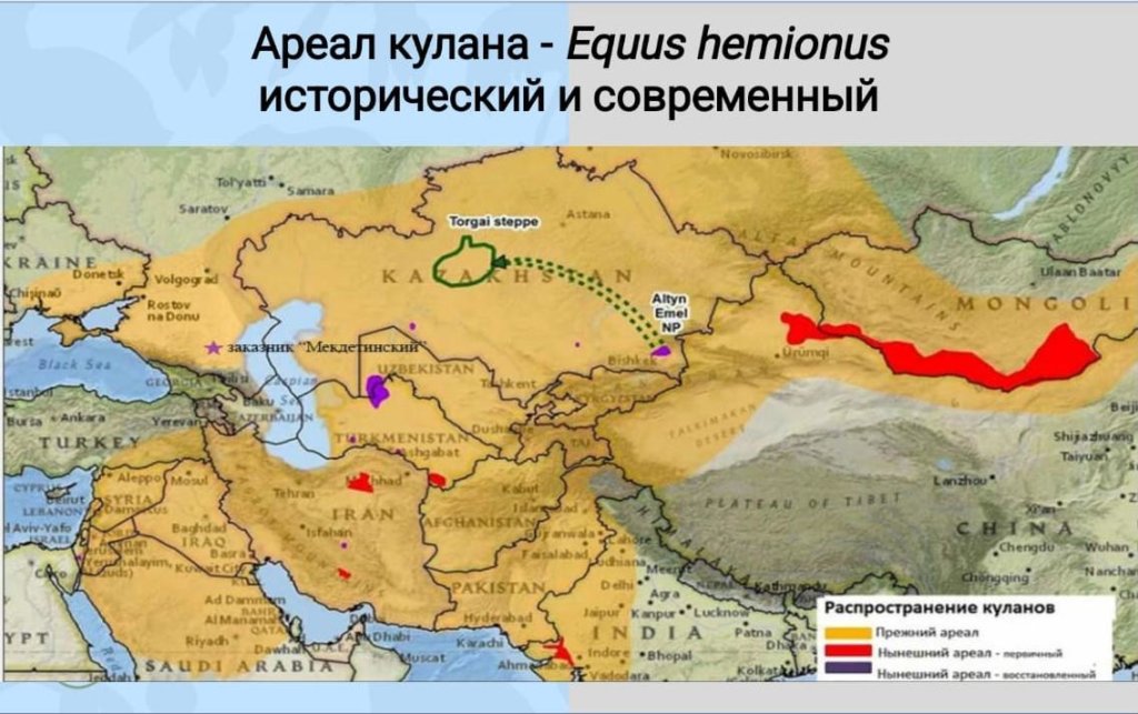 В степи Северо-Западного Прикаспия могут вернуть краснокнижного кулана