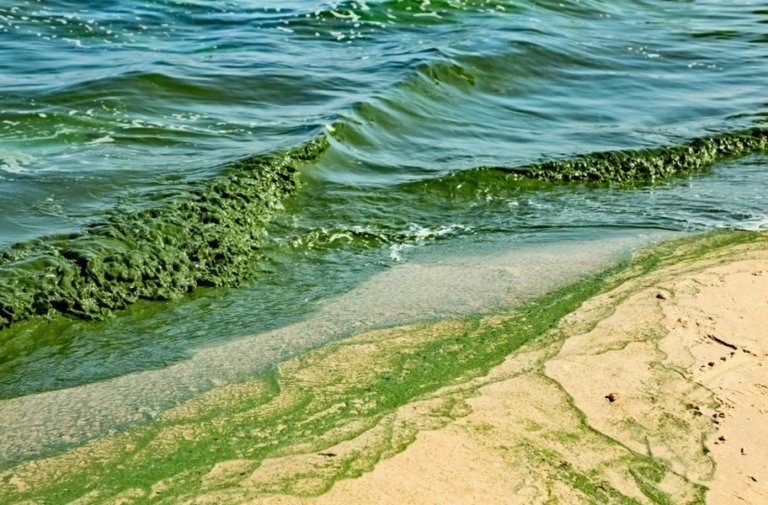 У берегов Австралии продолжается крупнейшее цветение водорослей в истории