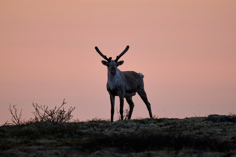 В Лапландском заповеднике усилят мониторинг северного оленя и арктических экосистем