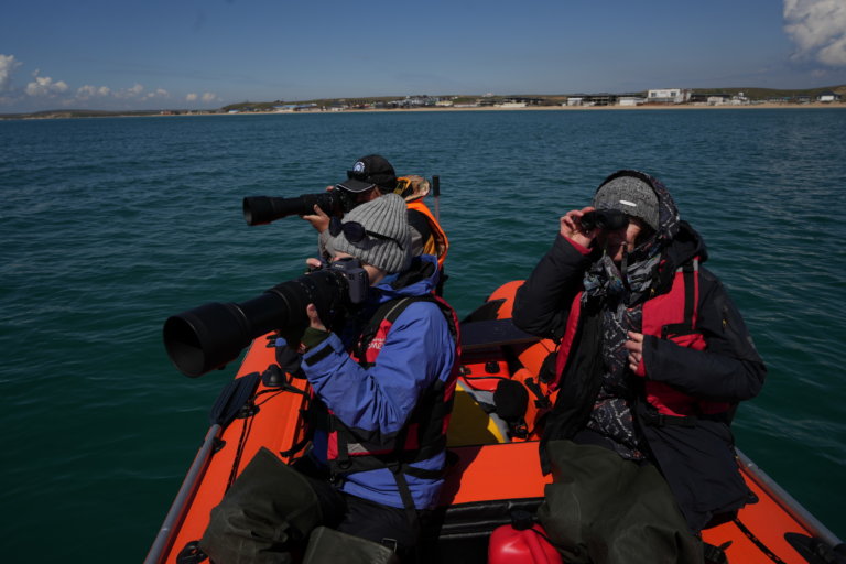 На Черном море зафиксировали более 40 погибших китообразных