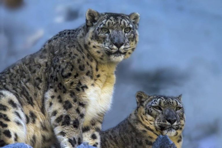В Кыргызстане создали климатический коридор для снежных барсов и пастухов