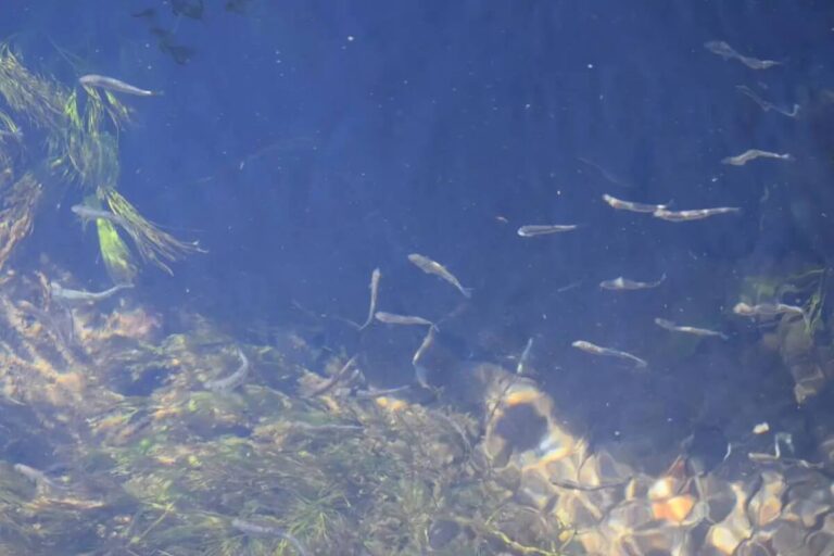 «Русолово» выпустило почти 2,5 тысячи мальков кеты в водоём Камчатского края