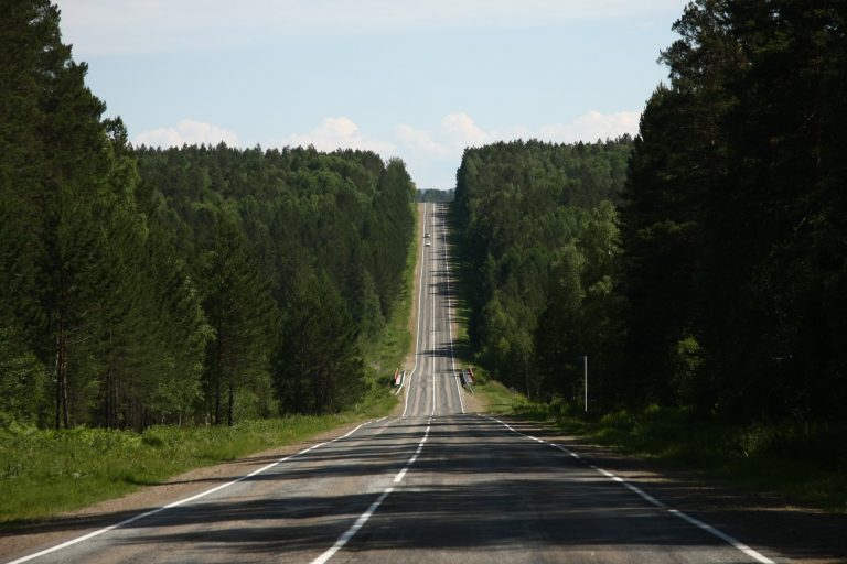 Леса наступают: в 19 регионах России выросла лесистость территорий