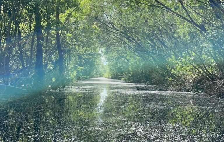 В псковском заповеднике откроется первый водный маршрут на каноэ