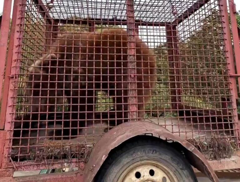 В Приморье спасли медведицу Майю, служившую притравкой для собак