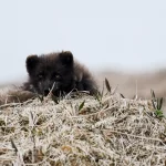 Последний шанс для медновского песца: на Командорах стартовала масштабная экспедиция