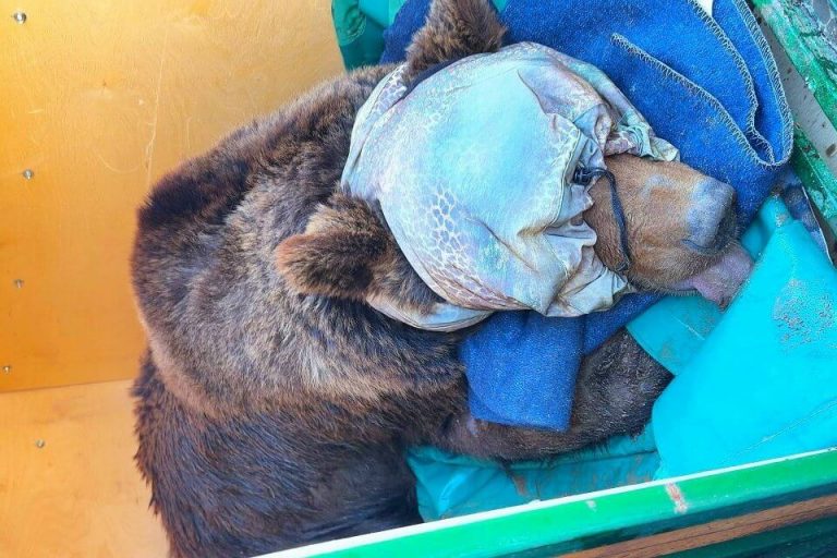 В Смоленской области из рук живодеров спасли израненную медведицу