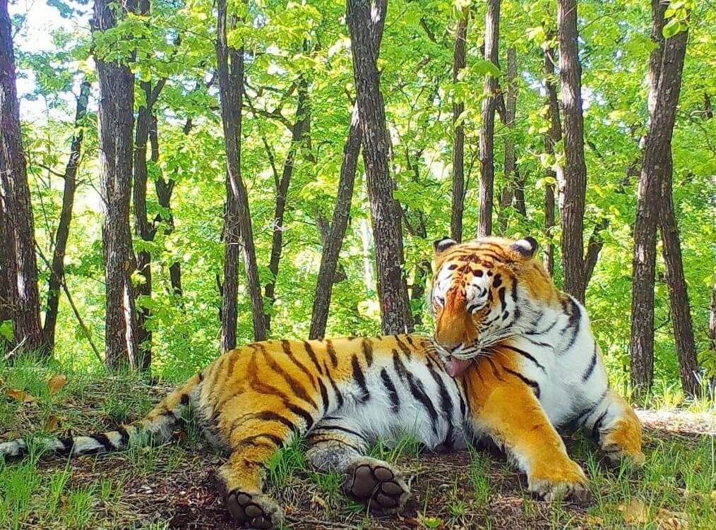 За 15 лет центр реабилитации в Приморье спас более 60 тигров