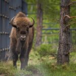 Численность зубров в Башкирии достигла 33 особей