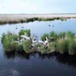 На Алтае увеличилась численность кудрявого пеликана