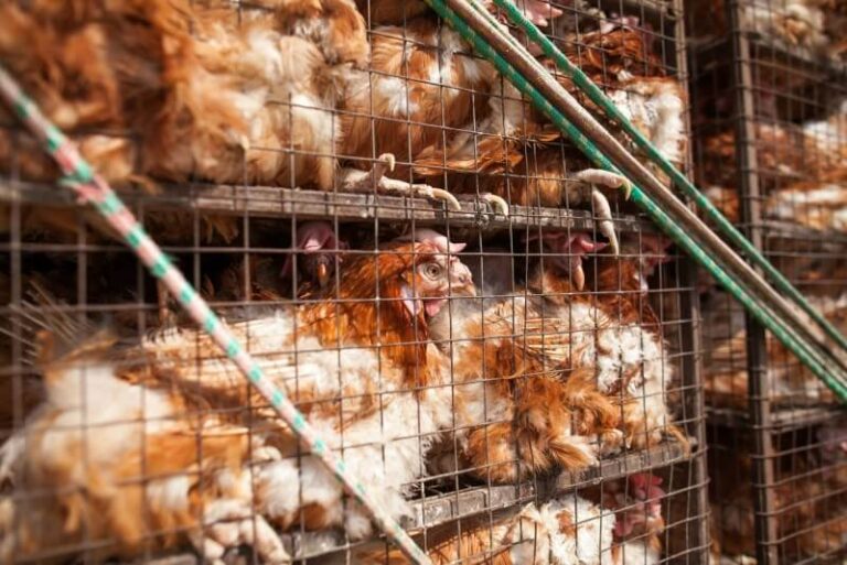 В Великобритании прошлым летом от рекордной жары удвоилось число смертей скота и домашней птицы