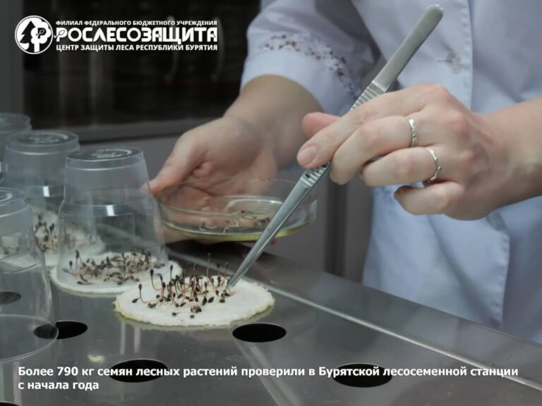 В Бурятии проверили почти 800 килограммов семян для восстановления лесов