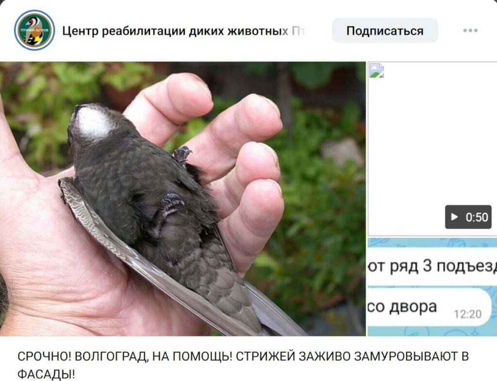 Волгоградские зоозащитники сообщили о возможной гибели стрижей во время ремонта фасадов