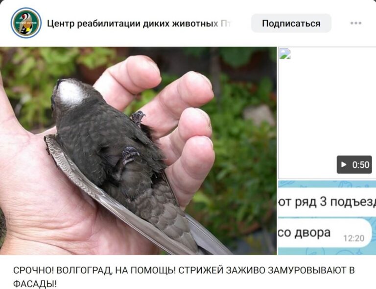 Волгоградские зоозащитники сообщили о возможной гибели стрижей во время ремонта фасадов