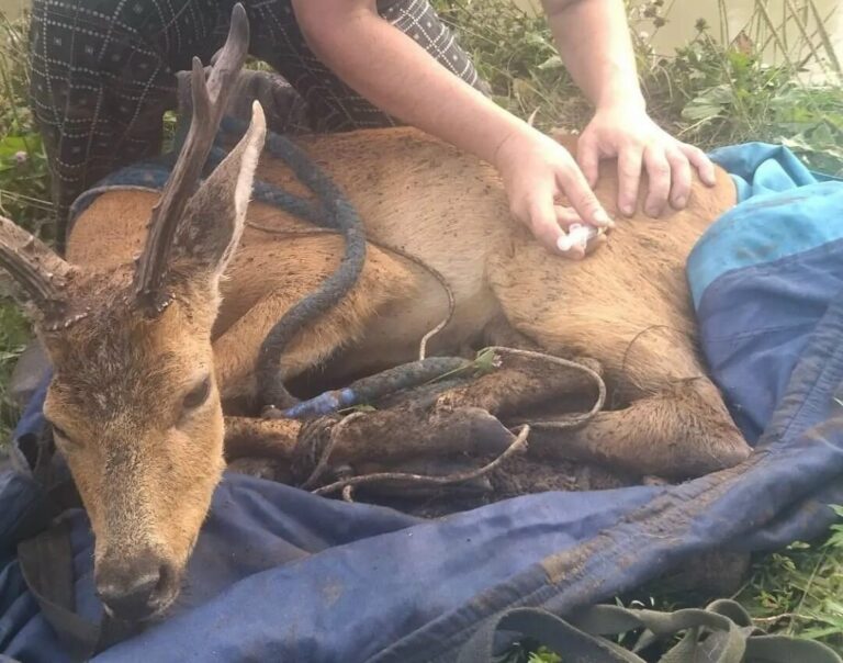 В Уфе спасли косулю со сломанной ногой