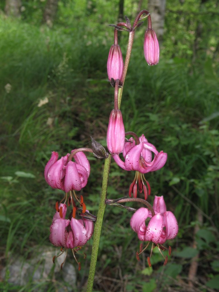 Чалмовидные цветки Lilium martagon, к которому POWO относит лилию кавказскую